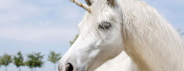 Blog Animaux