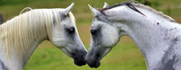 Les 10 questions que tout le monde se pose sur le cheval