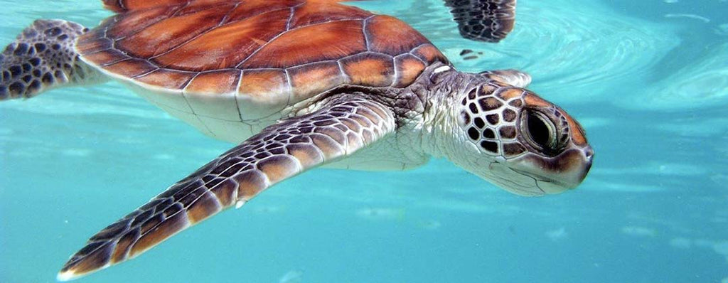 Les tortues de mer : majestueuses et en péril